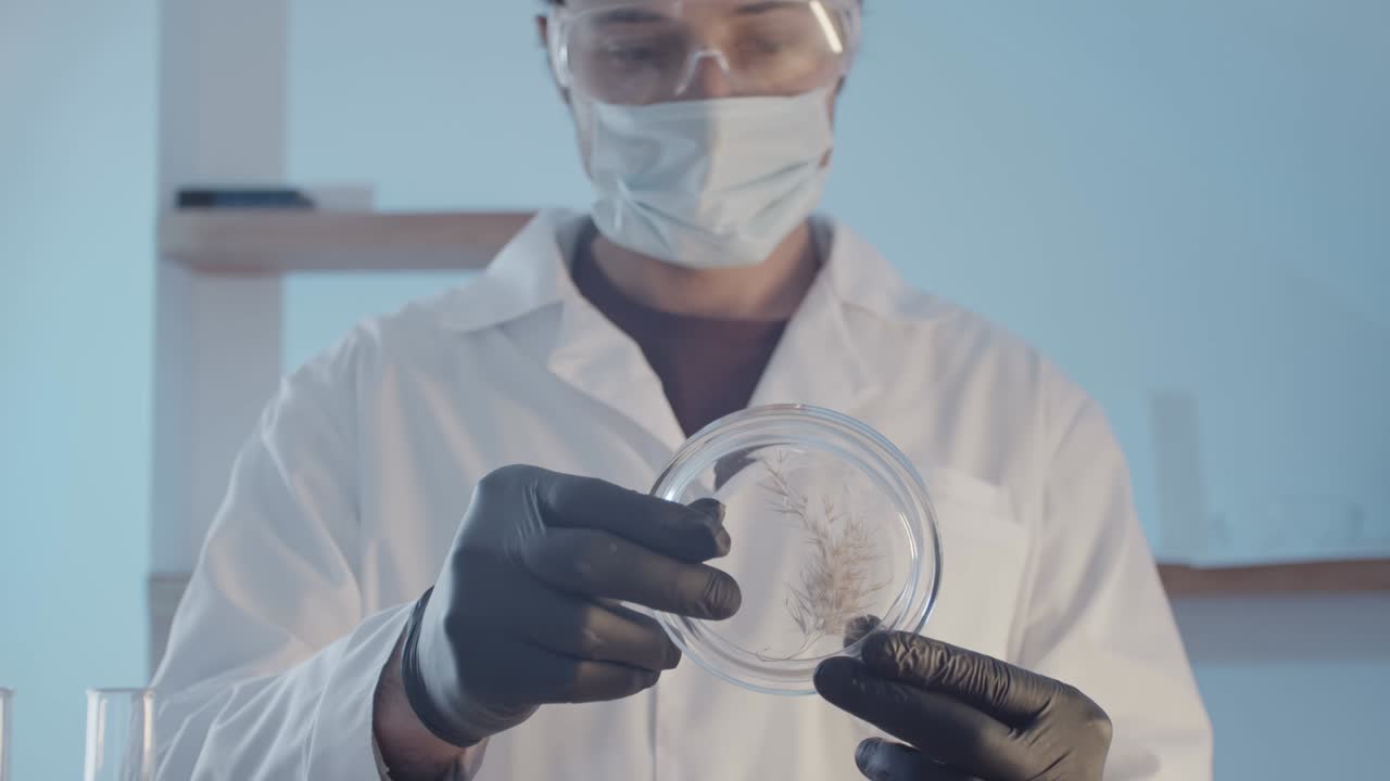 médico investigador con guantes de goma y gafas de protección examina una planta en una placa de petri de cerca. trabajo de investigación en un laboratorio científico.