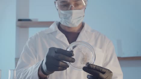 doctor researcher in protective rubber gloves and glasses examines a plant in a petri dish close-up. research work in a scientific laboratory.