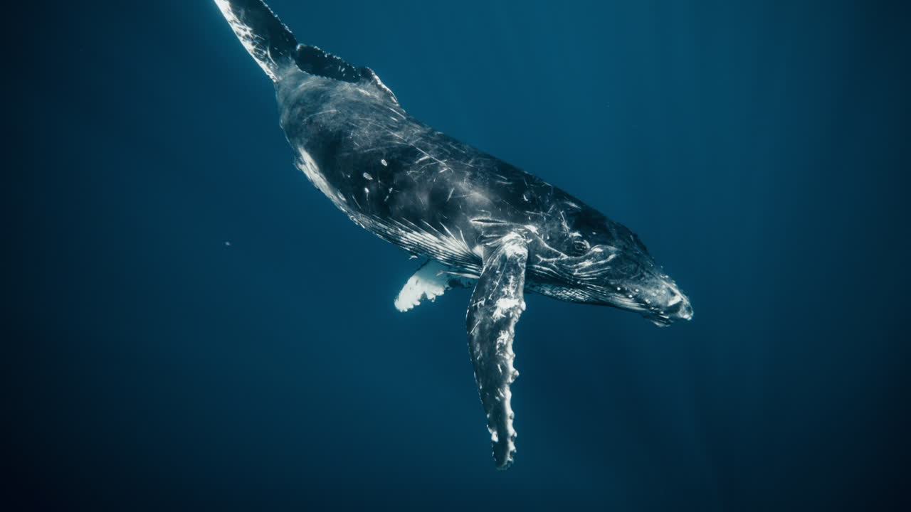 Humpback descends slowly through shifting blue tones, body drifting weightlessly in open water, scratch and scarred body, spinning