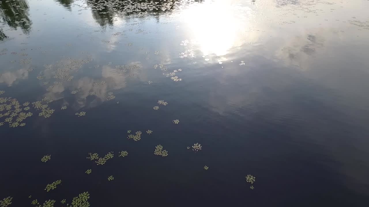 물마늘, 밤나무, 버팔로 넛, 배트 넛, 데빌 포드, 링 넛, 린 콕, 링 키오 넛, 콧수염 넛, 여름 포크라타 호수의 싱하다