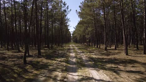 vista de 4k de un camino sucio en medio de un bosque de pinos, cámara avanzando, 60fps