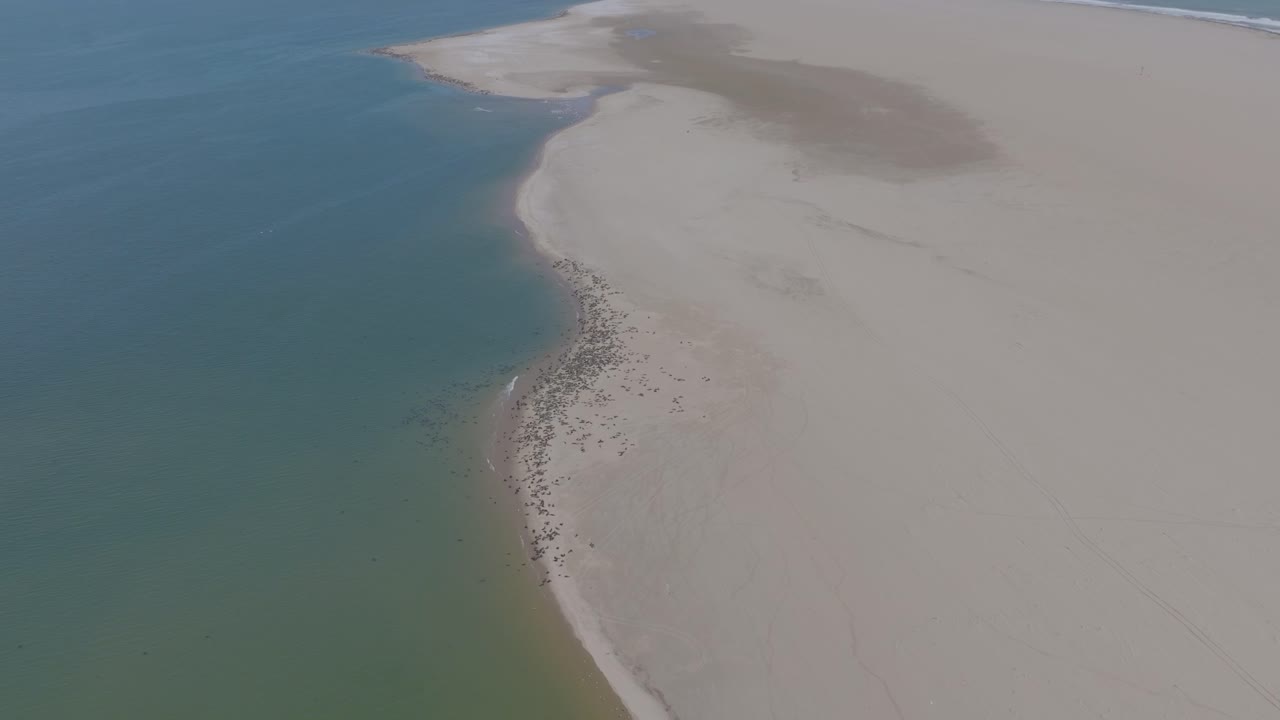 colonia de focas en la playa de pelican point, walvis bay, namibia, áfrica - antena
