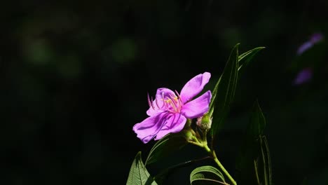 a bee approaches to take some nectar then flies away, pink wildflower, thailand