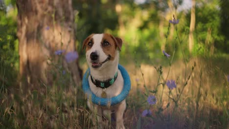 ein jack-russell-terrier spielt auf einem feld mit blauen blumen