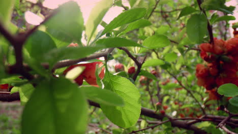 red tree flowers blooming among green leafs in city park against cloudy sky.