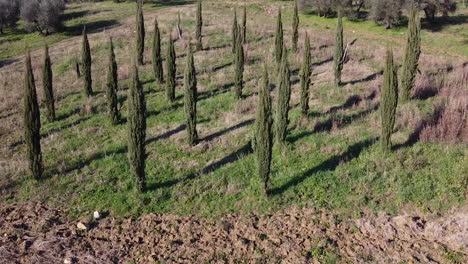 órbita-Aérea-Sobre-Cipreses-Italianos-En-Toscana,-Italia-En-Un-Día-Soleado