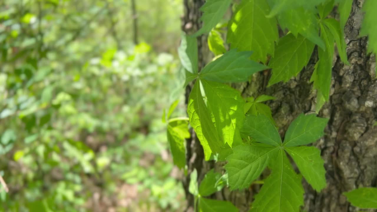 Raggi di sole che illuminano le foglie tra gli alberi della foresta pluviale tropicale e la canopia all'interno della giungla
