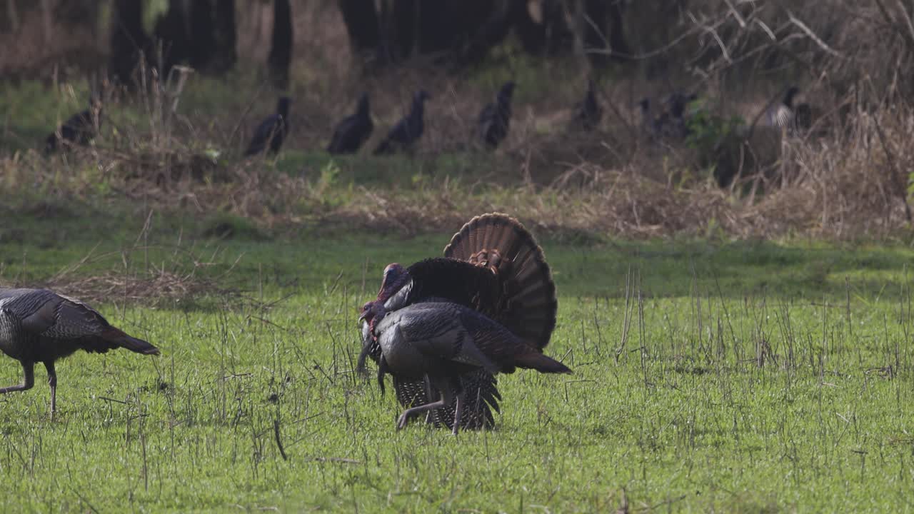los pavos machos se pavonean con plumas para mostrar su dominio a través del paisaje cubierto de hierba y sol de florida.