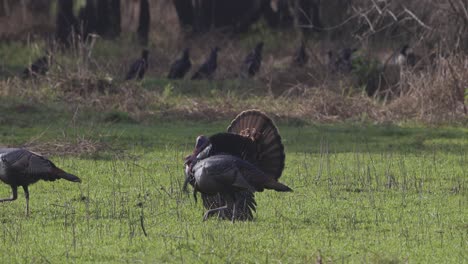 male turkeys strutting feathers to show dominance across grassy sunny florida landscape