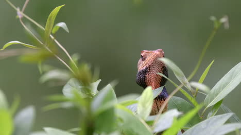 Lagarto-Cambiable-Naranja-Escondido-Detrás-De-Algunas-Plantas,-Fondo-Borroso