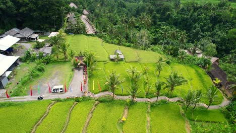 Antena-De-Arriba-Hacia-Abajo-De-La-Atracción-Turística-En-Ubud,-Bali,-Indonesia,-Con-Hermosos-Campos-De-Arroz