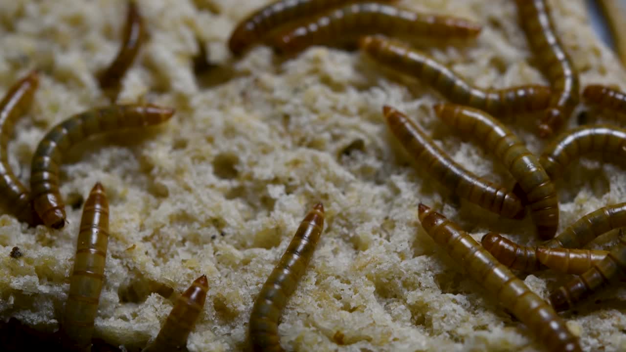 O Tenebrio é uma espécie de besouro Tenebrionidae usado para alimentar animais de estimação como peixes, cobras, pássaros e sapos.