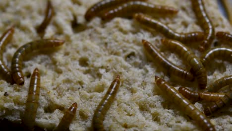 The-Mealworm-is-a-species-of-Darkling-Beetle-used-to-feed-pets-like-fish,-snakes,-birds,-and-frogs