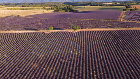 Campo-De-Lavanda-De-La-Meseta-De-Valensole-En-Provence,-Francia