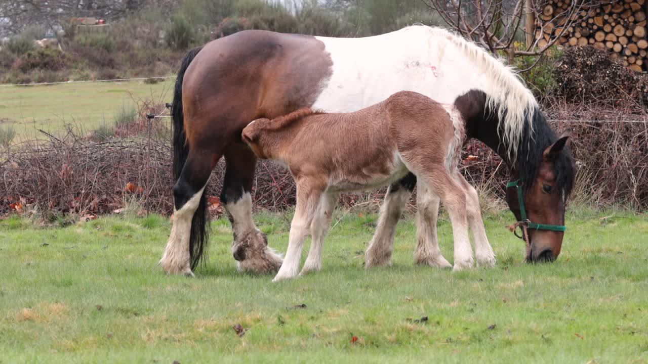 жеребенок сосет молоко у кобылы, животное-мать кормит своего сына