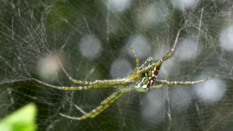 Large-spider-tent-weaver-waits-for-prey,-static-macro,-Cyrtophora-moluccensis