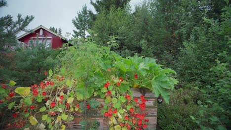 Straightneck-Squash-Plants-Cultivated-And-Growing-In-A-Wooden-Case-At-Countryside-Of-Norway