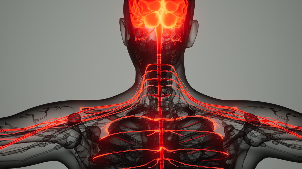 y el sistema nervioso del cerebro humano