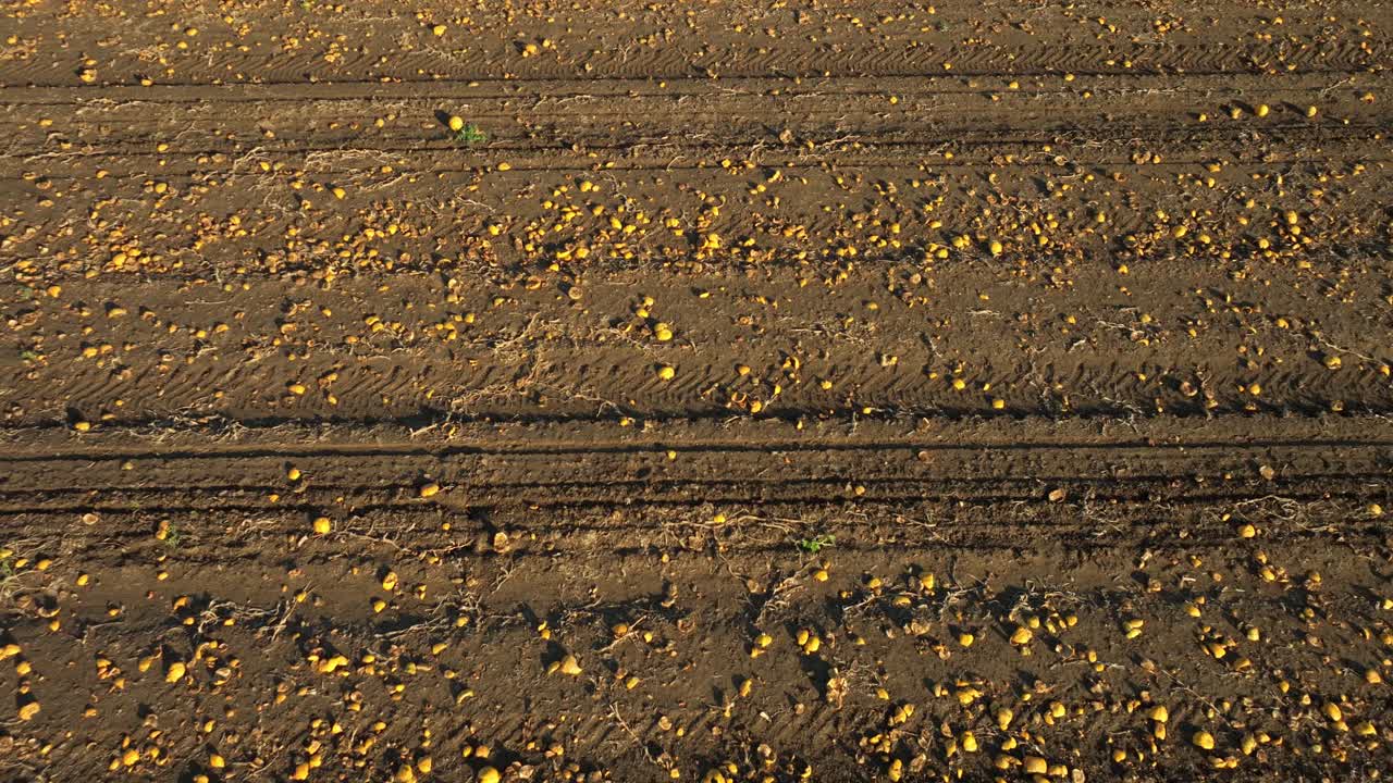 calabazas cosechadas esparcidas en tierras de cultivo.