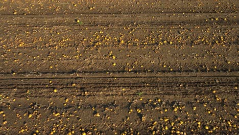 Calabazas-Cosechadas-Esparcidas-En-Tierras-De-Cultivo.-Aérea-De-Arriba-Hacia-Abajo