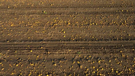 calabazas cosechadas esparcidas en tierras de cultivo.