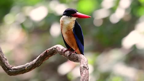 the black-capped kingfisher has a candy-like red bill and a black cap which is found in thailand and other countries in asia