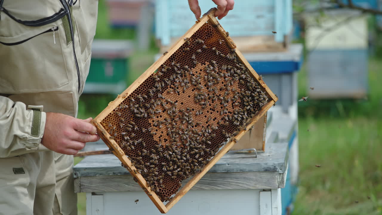 Beekeeper inspecting honeycomb frame