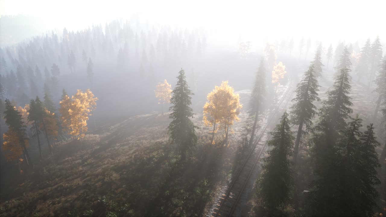 녹색 소나무 와 함께 해가 지는 아름다운 가을 숲 의 공중 전망