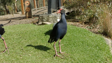 purple swam hens standing near the edge of a pond