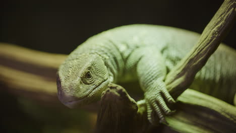 Savannah-Monitor-Nahaufnahme-Zungenschlag