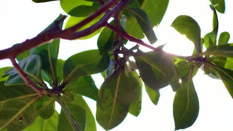 4k close up sun flare on lush green leaves of a tree in a caribbean forest