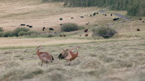 dos grullas azules y rojas baten sus alas y juegan en un campo recién cortado en cámara lenta