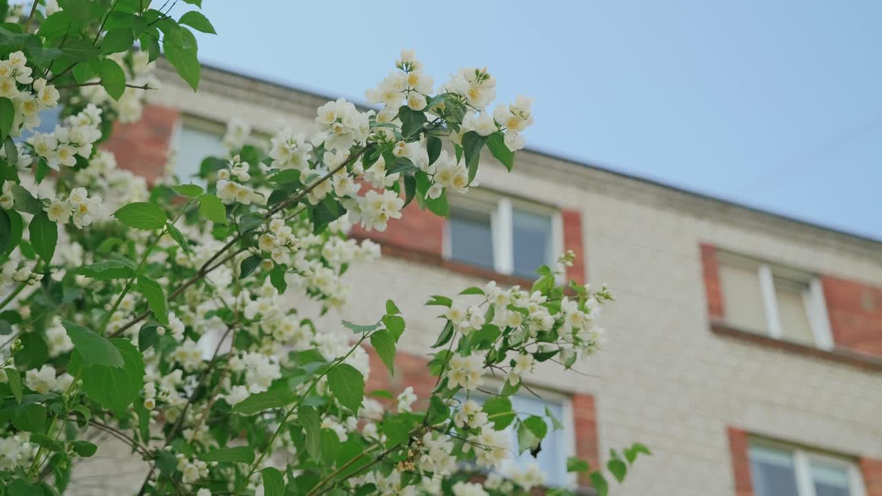 Close up blooming jasmine branch moving slowly in front of Soviet housing block
