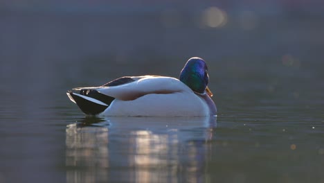 isolated vibrant mallard duck gracefully floats on surface of river water