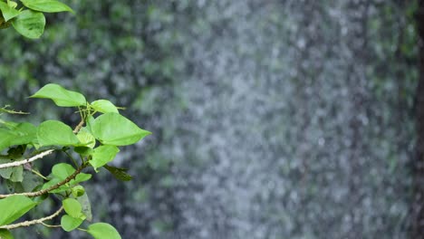 A leafy branch sways gently before a blurred, vertical waterfall. Natural daylight illuminates the vibrant green leaves, with a steady camera and tranquil mood