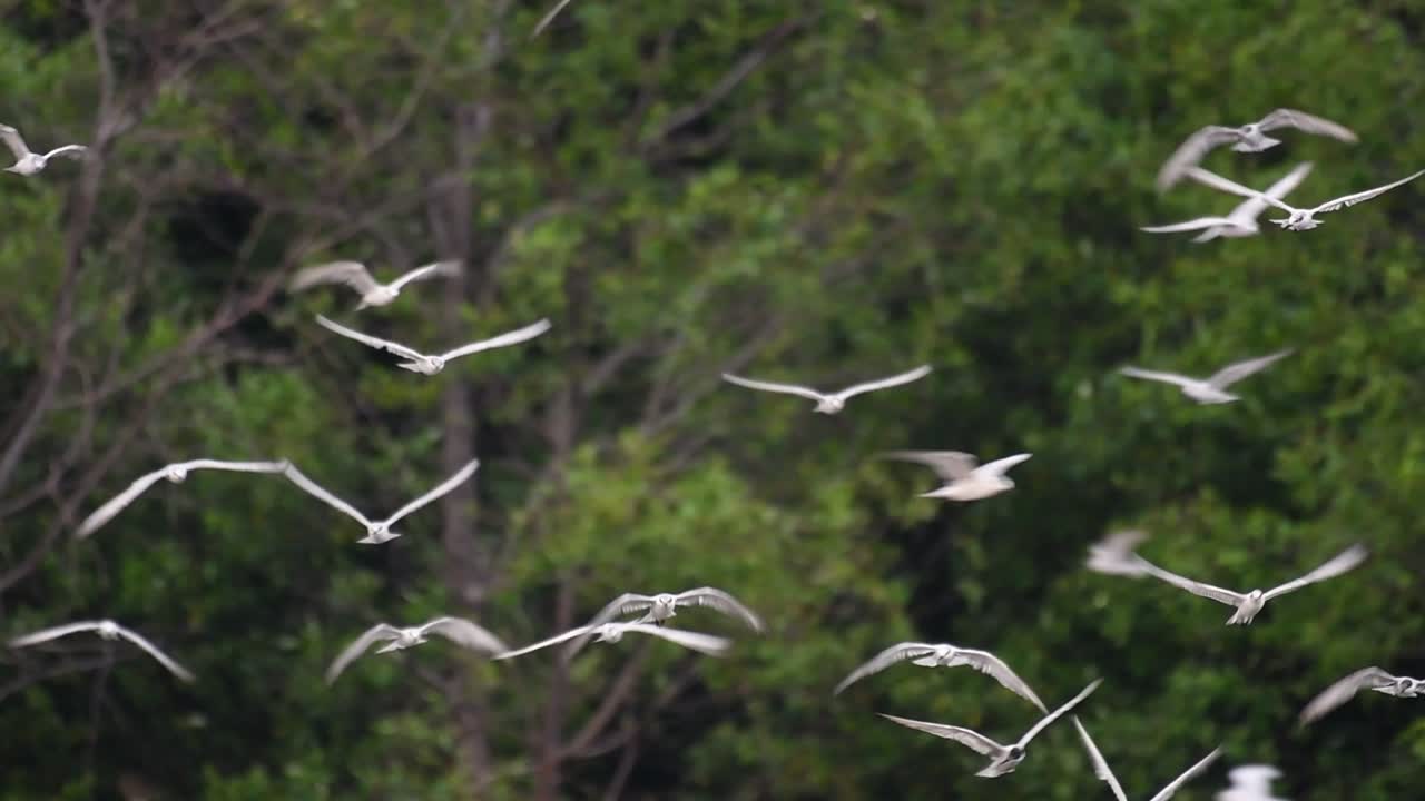 제비갈매기는 전 세계 바다, 강 및 기타 더 넓은 수역에서 볼 수 있는 바닷새입니다.