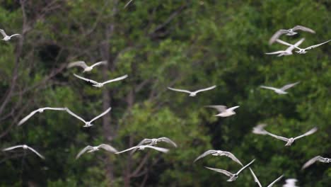 Terns-are-seabirds-that-can-be-found-all-throughout-the-world-at-sea,-rivers,-and-other-wider-bodies-of-water