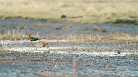 Uferschnepfe-Hautnah-In-Feuchtgebieten-Der-Frühjahrswanderung,-Die-Sich-Im-Morgenlicht-Ernähren