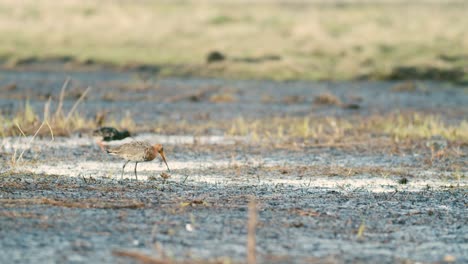 agachadiza de cola negra de cerca en los humedales de migración primaveral alimentándose a la luz de la mañana
