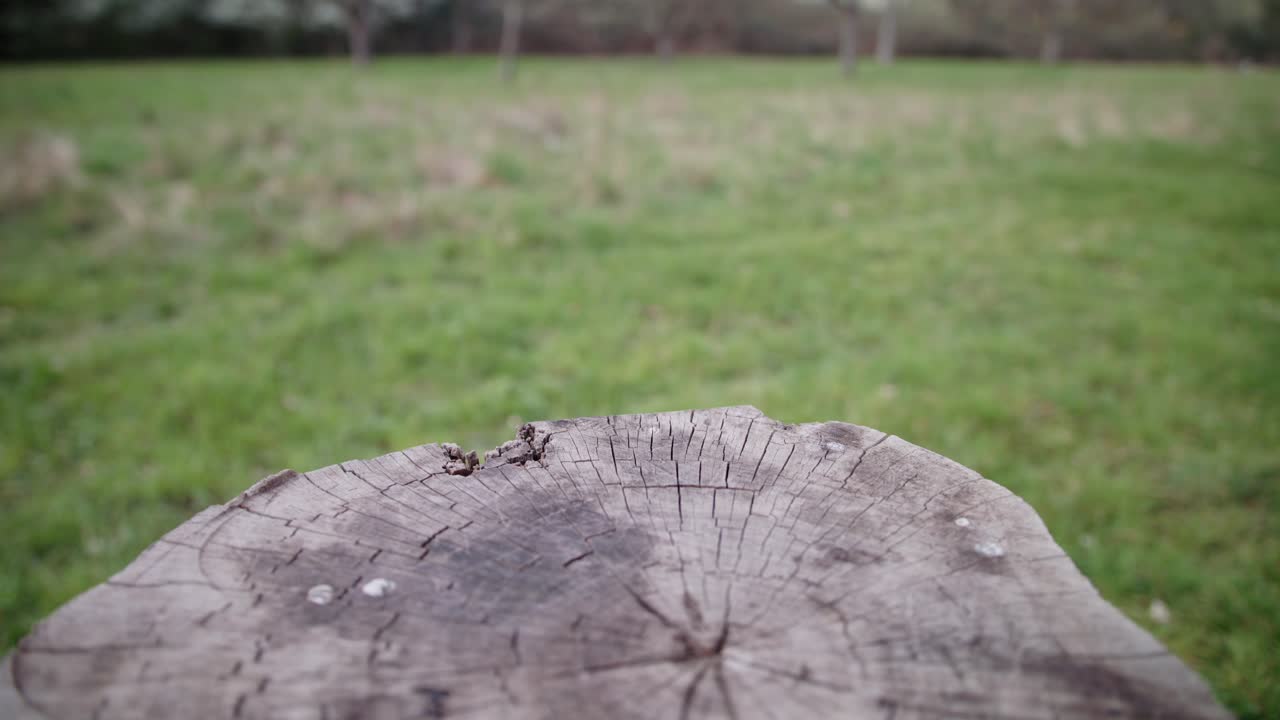 Medium wide dolly shot across the top of a tree stump showing the rings and cracks in the wood, bright daylight