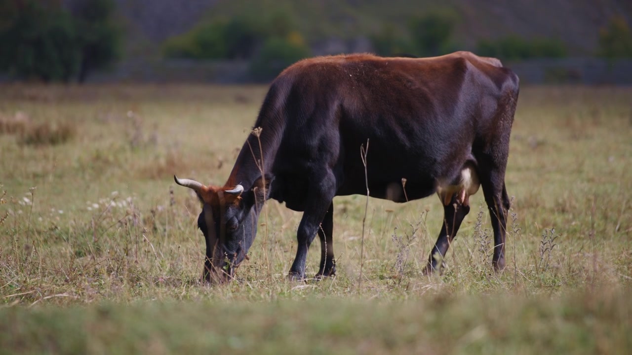 Vacca selvatica al pascolo sul prato
