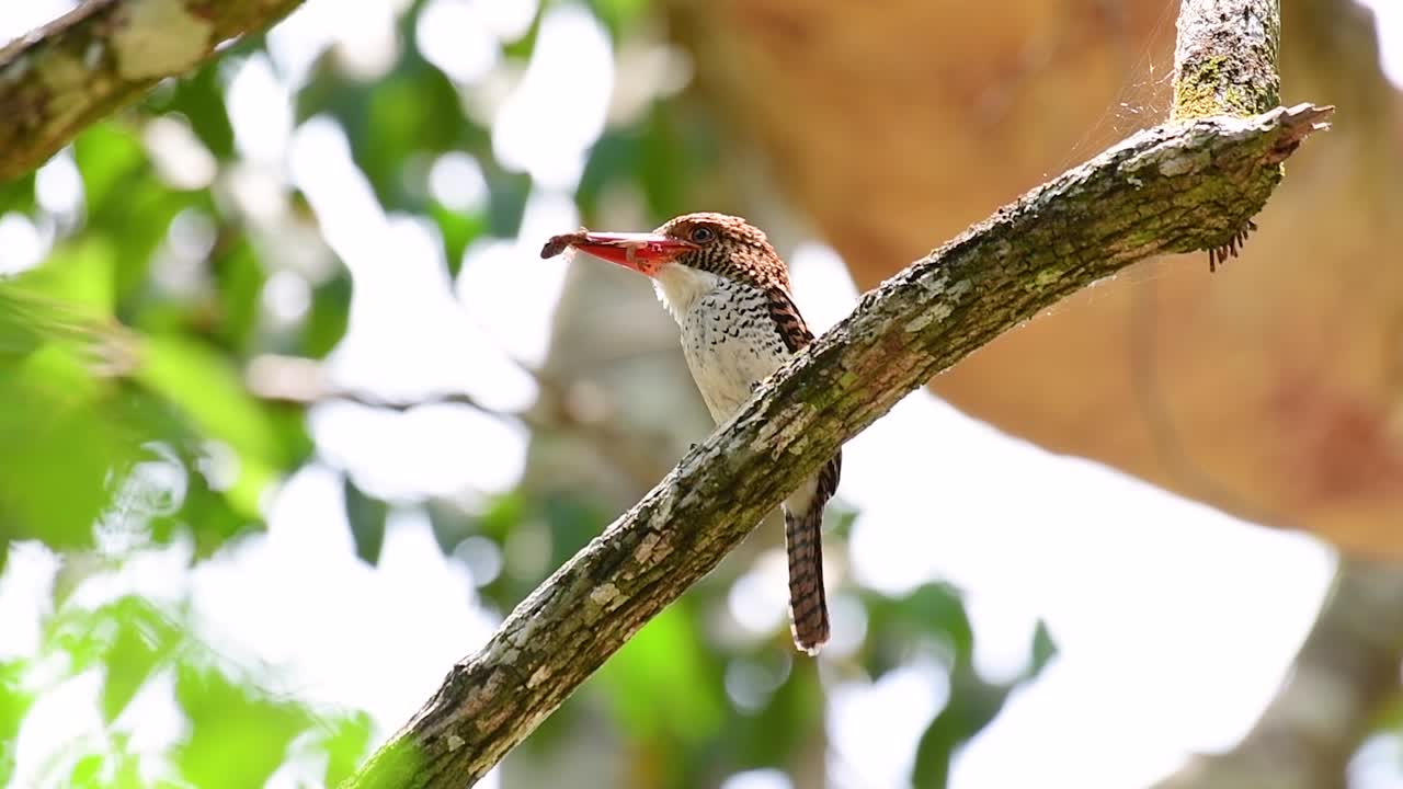 un martín pescador de árboles y una de las aves más hermosas que se encuentran en tailandia dentro de las selvas tropicales