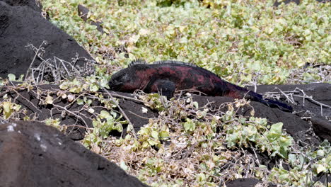 iguana marina de navidad tomando el sol en roca de lava rodeada de vegetación verde en las galápagos