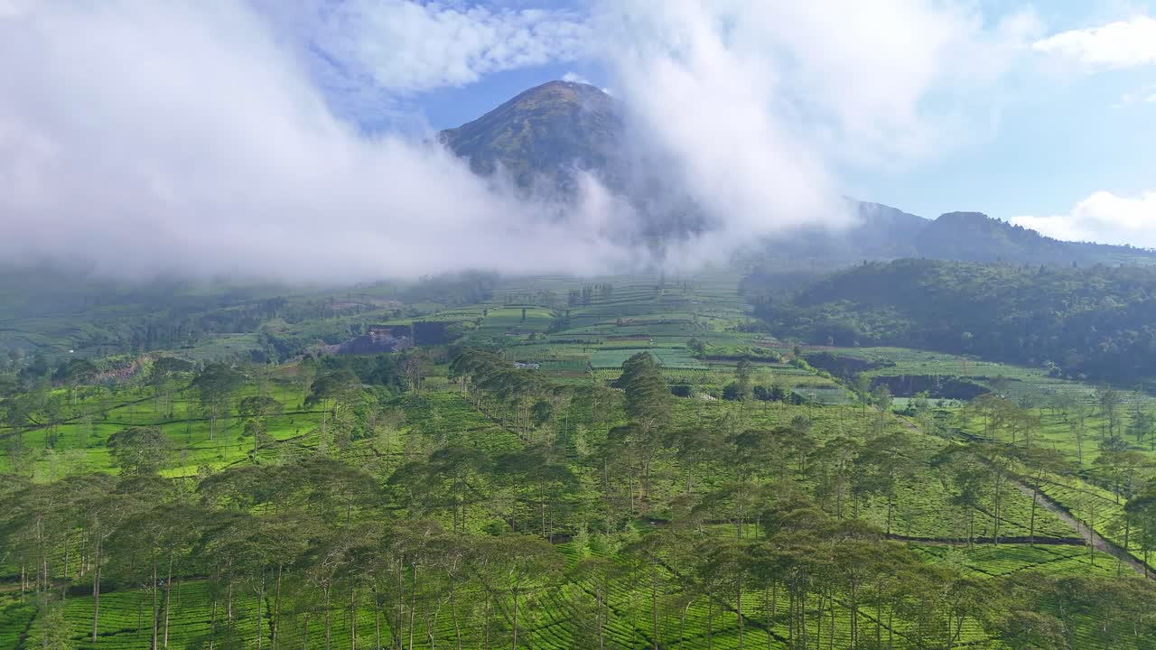 Drone footage of scenic tea fields stretching across the highlands, surrounded by misty mountains and morning sunlight creating a tranquil natural landscape. Bedakah tea plantation, Indonesia