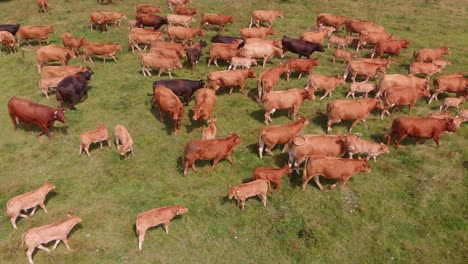 aerial panning shot over black and brown cattle pasturing free on organic friendly production farm