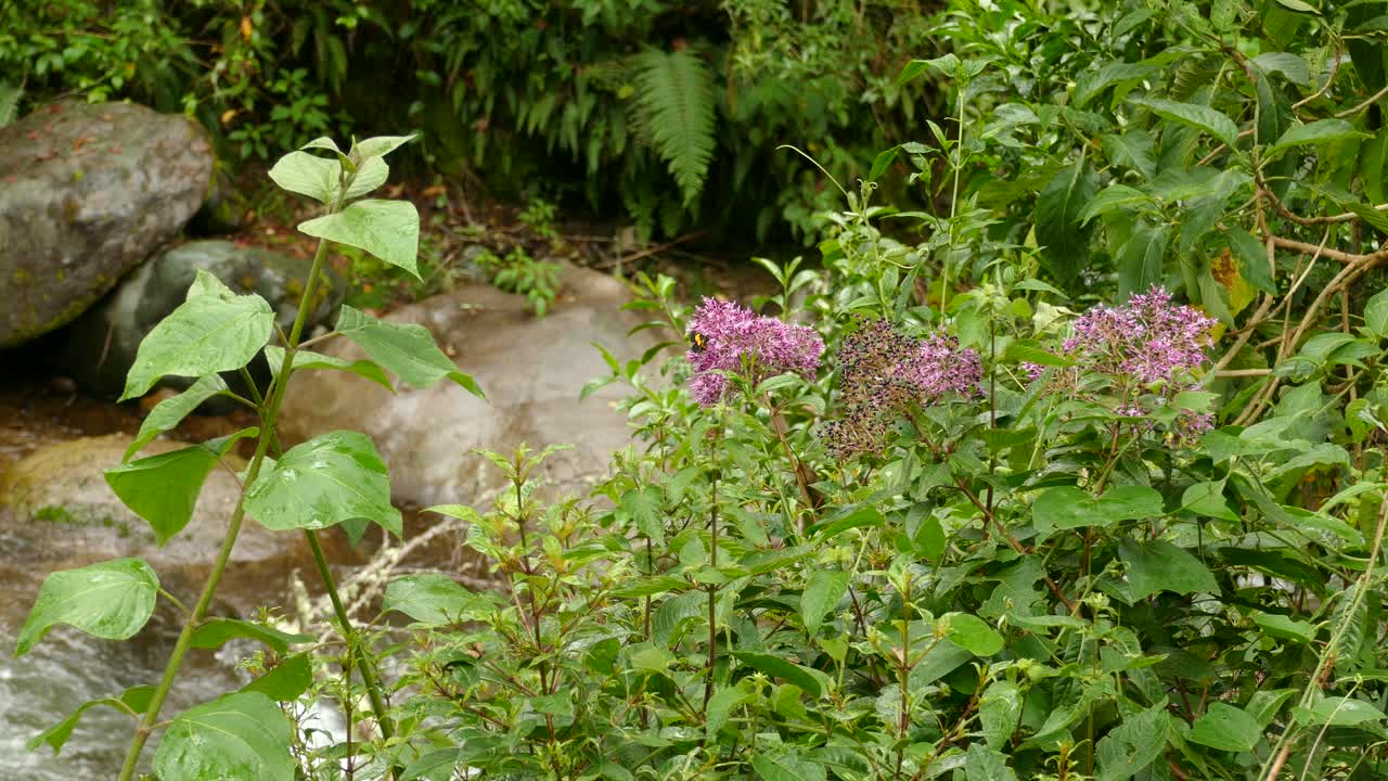 mariposa amarilla y negra posada en flores rosadas cerca de un manantial de agua en costa rica