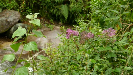 yellow and black butterfly perched on pink flowers near a water spring in costa rica