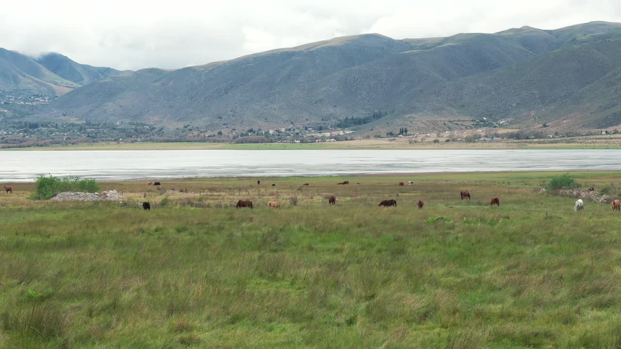 Horses grazing in a green field by a lake with mountains in the background