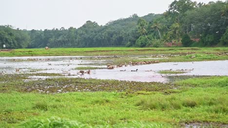 Eine-Entenschar-Auf-Der-Suche-Nach-Beute-Im-Wasser-Inmitten-Eines-Weiten-Ackerlandes,-Entenzucht-In-Asien