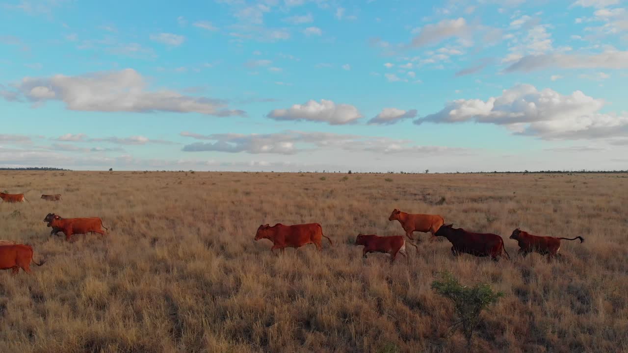 Mandria di bovini nell'outback di Emerald, Queensland, Australia